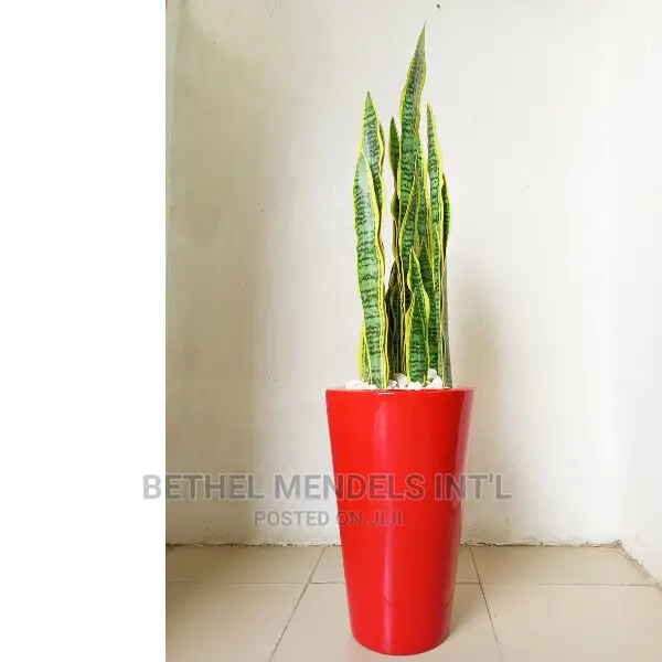 Sale| Cone Fiberglass Pot Potted With 80cm Fake Snake Plants
