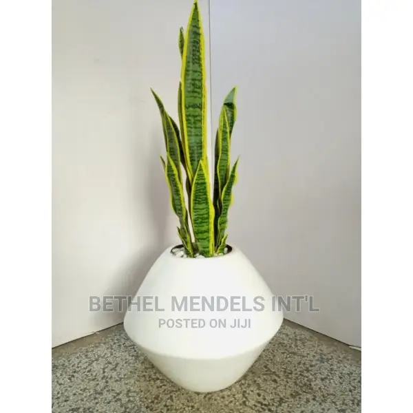 Onion Fiberglass Flower Pots For Sale At Affordable Prices.