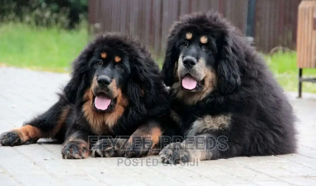 1-3 months Female Purebred Tibetan Mastiff