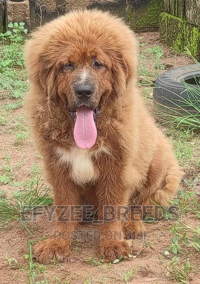 1-3 months Female Purebred Tibetan Mastiff