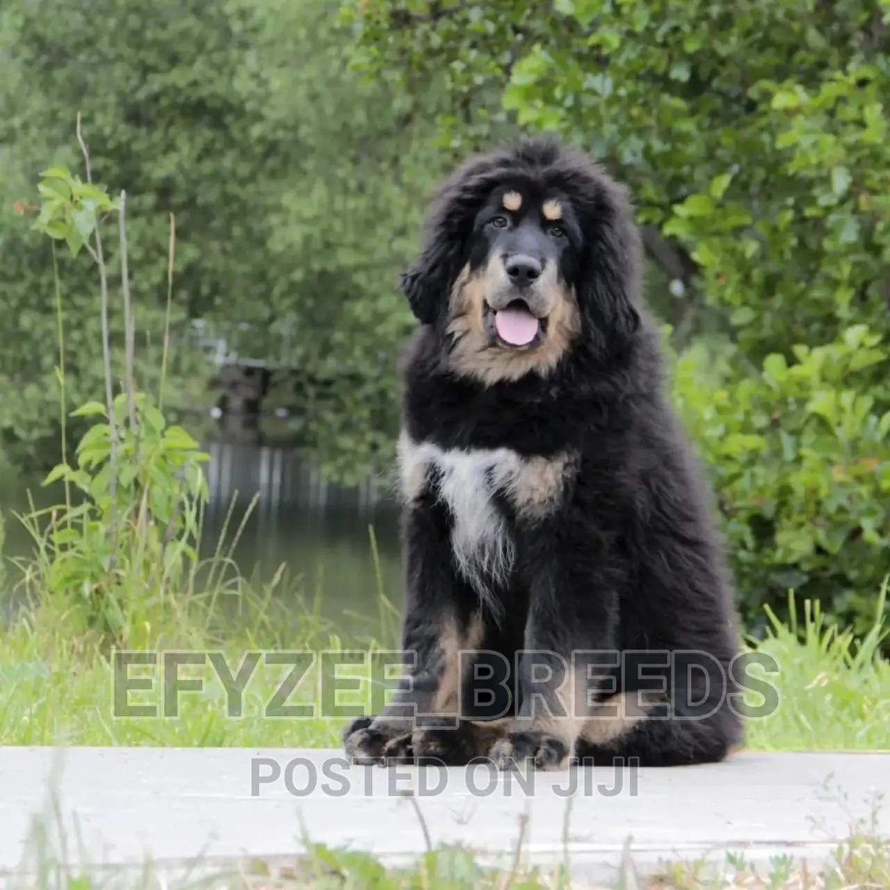 1-3 months Female Purebred Tibetan Mastiff