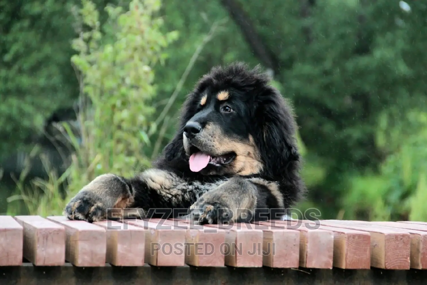 1-3 months Female Purebred Tibetan Mastiff