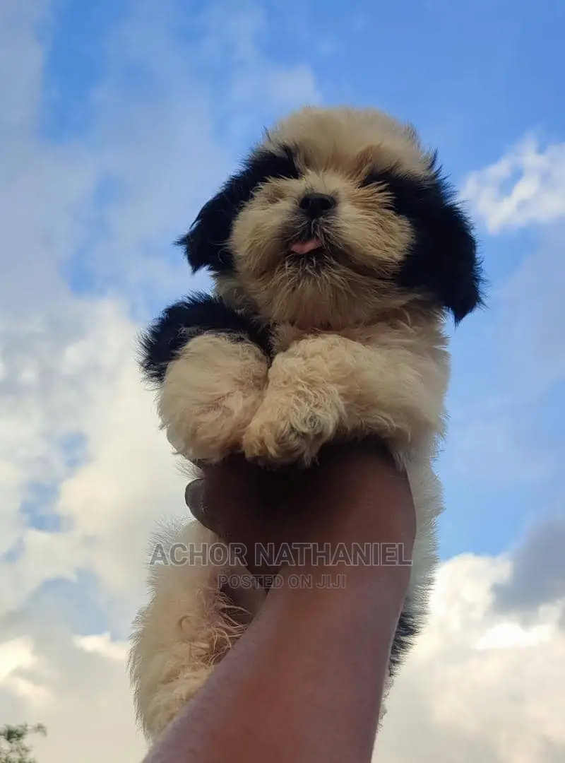 1-3 months Male Purebred Lhasa Apso