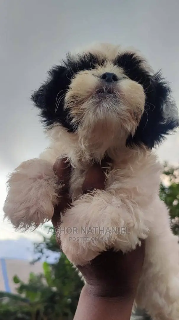1-3 months Male Purebred Lhasa Apso