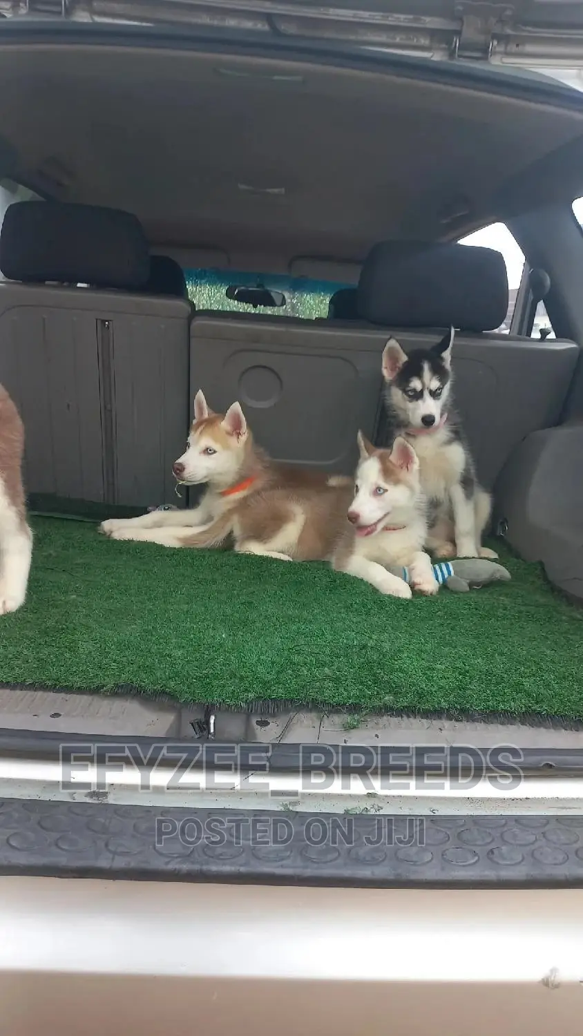1-3 months Female Purebred Siberian Husky