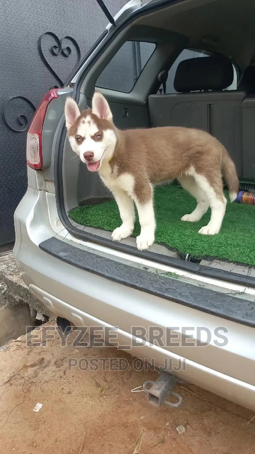 1-3 months Female Purebred Siberian Husky