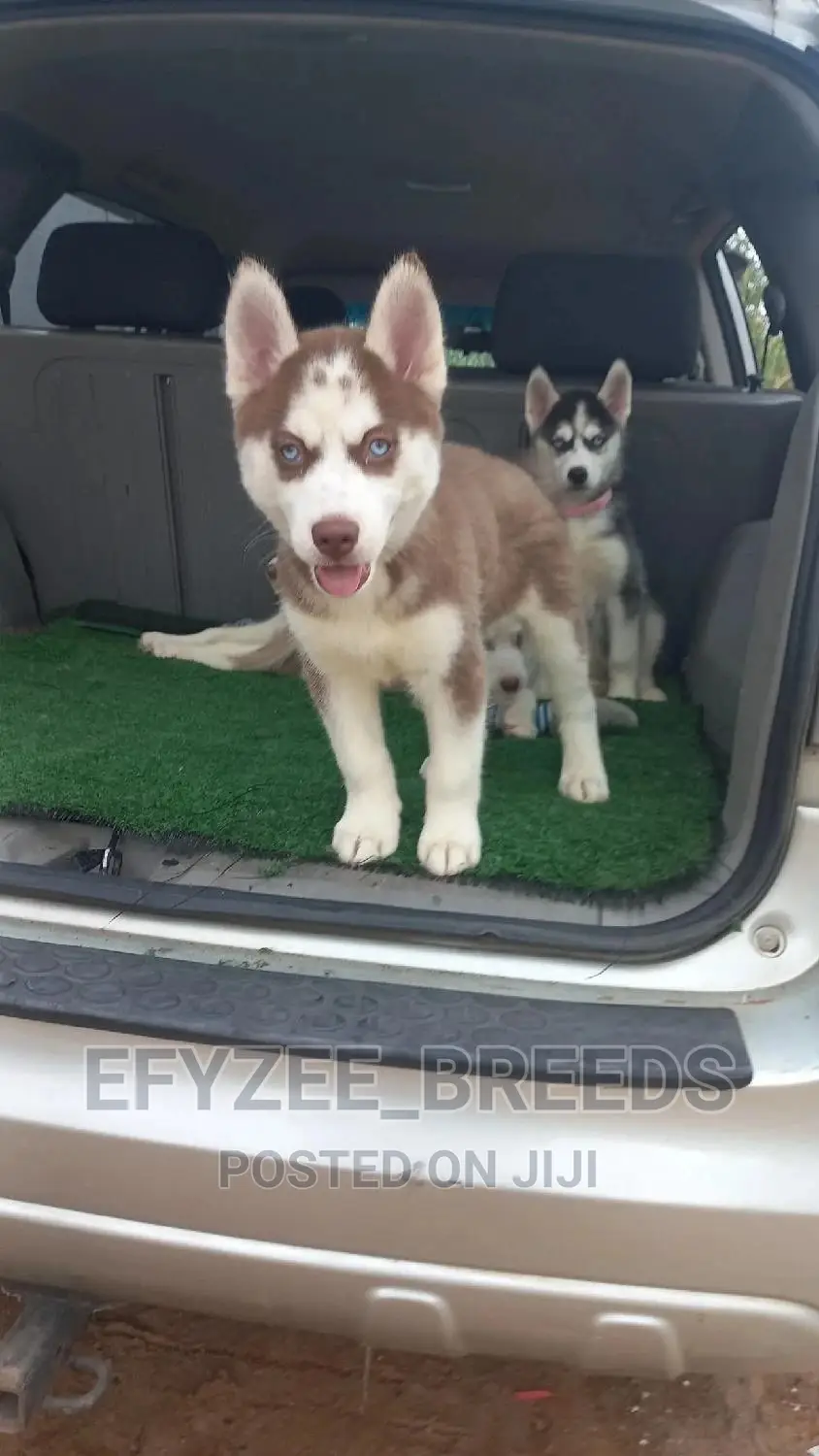 1-3 months Female Purebred Siberian Husky