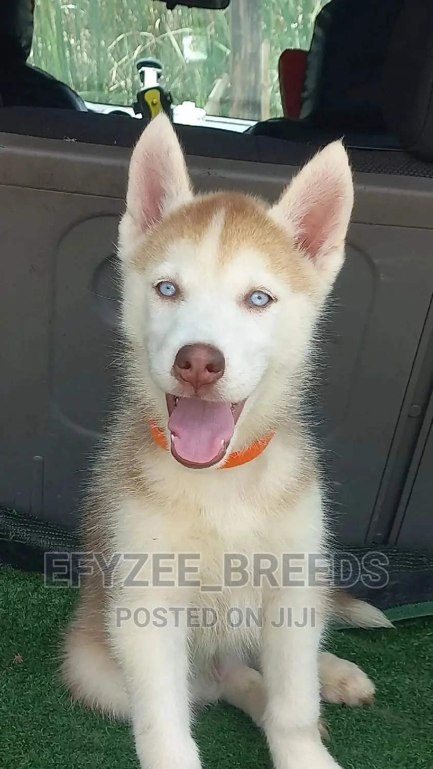 1-3 months Female Purebred Siberian Husky