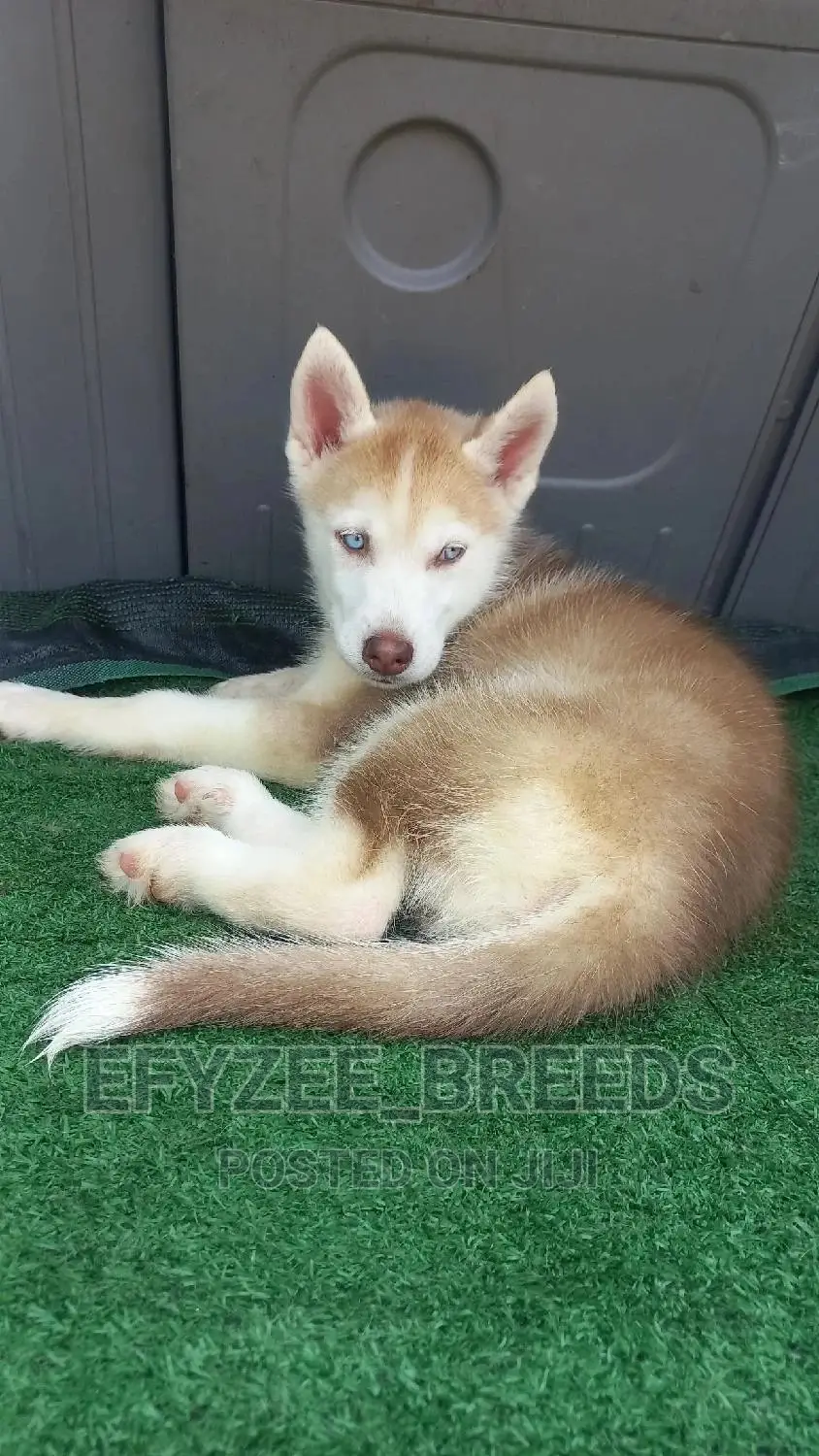 1-3 months Female Purebred Siberian Husky