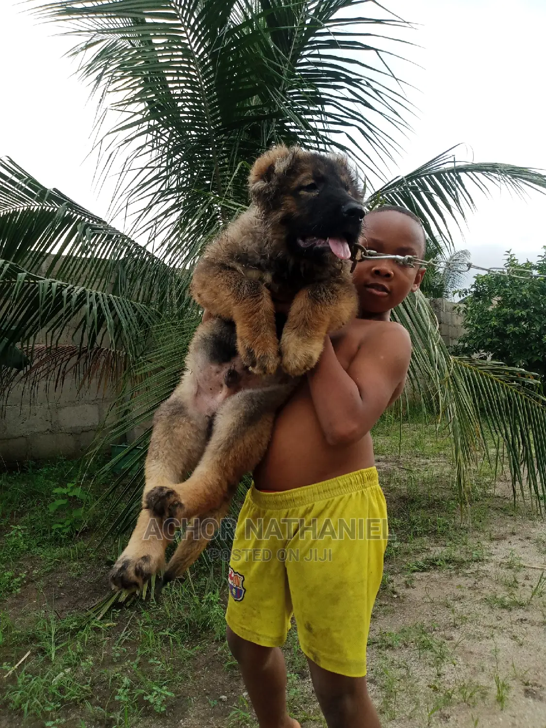1-3 months Male Purebred Caucasian Shepherd
