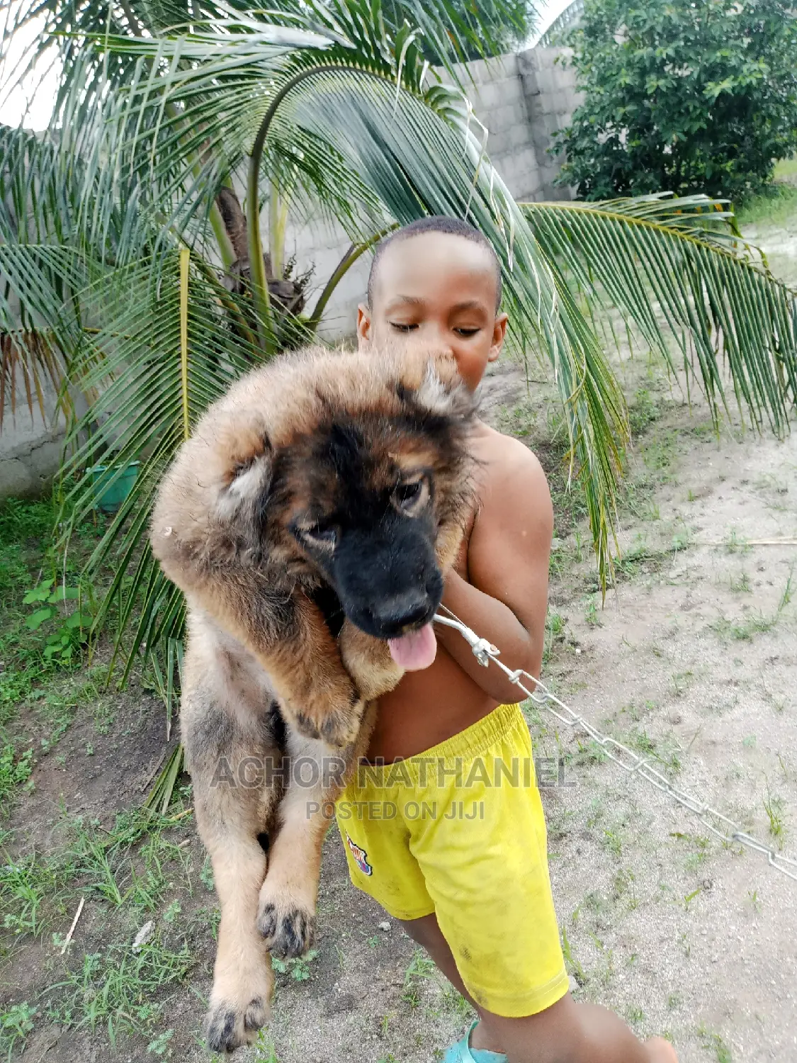 1-3 months Male Purebred Caucasian Shepherd