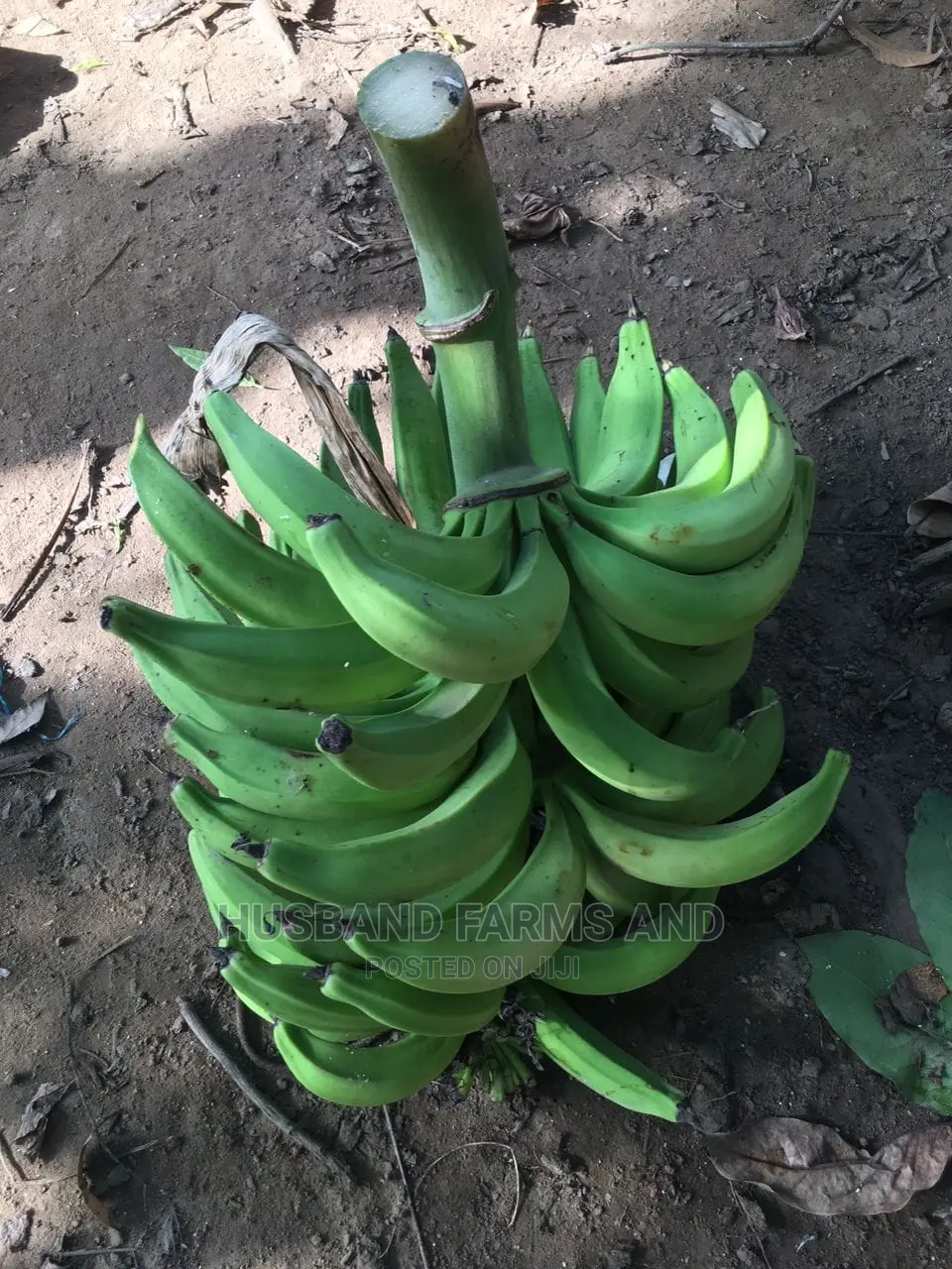 Hybrid (Elephant Giant) Plantain Suckers