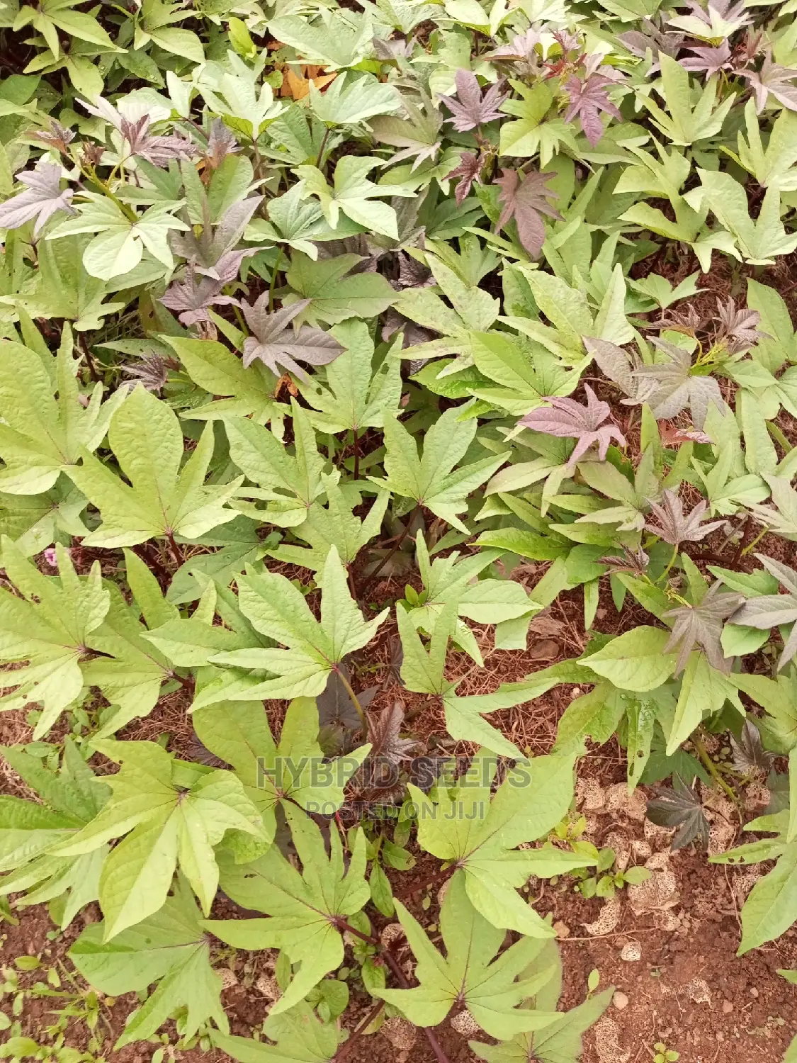 Orange Fleshed Sweet Potato Vines