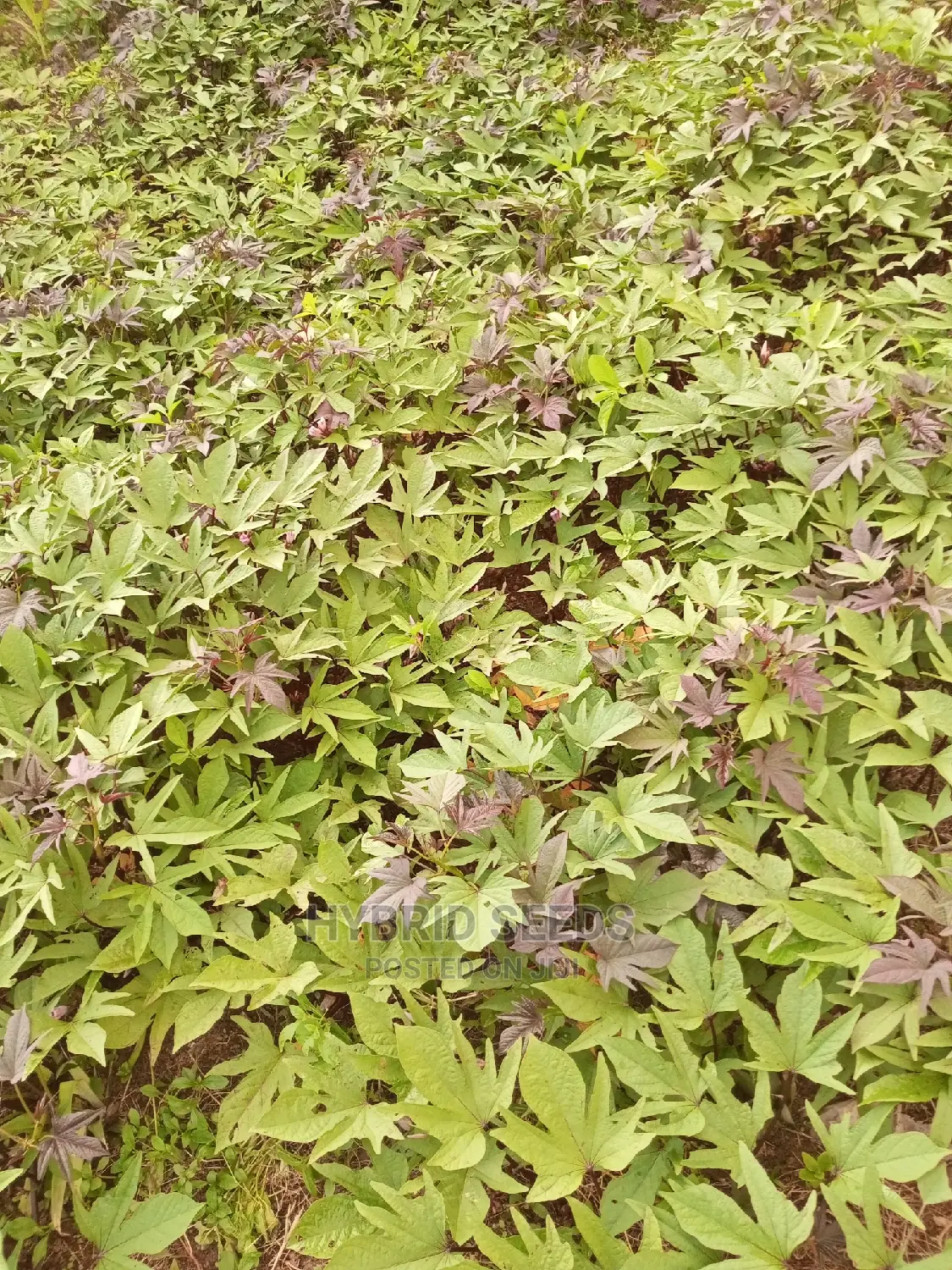 Orange Fleshed Sweet Potato Vines