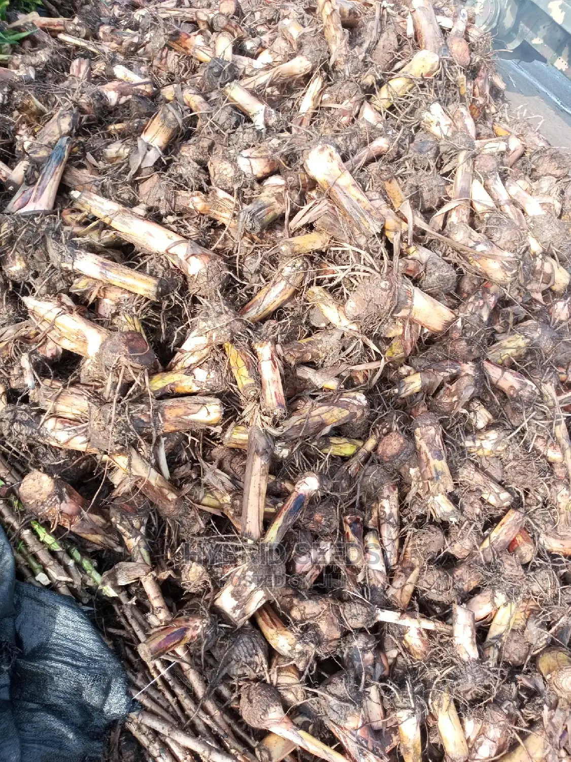 Hybrid Plantain Suckers