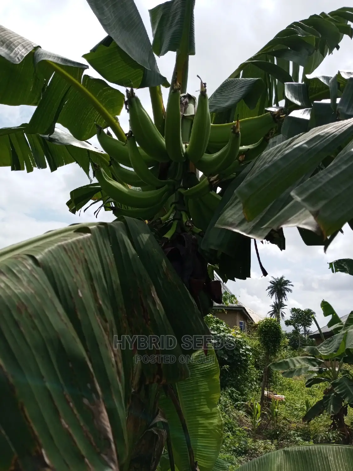 Hybrid Plantain Suckers