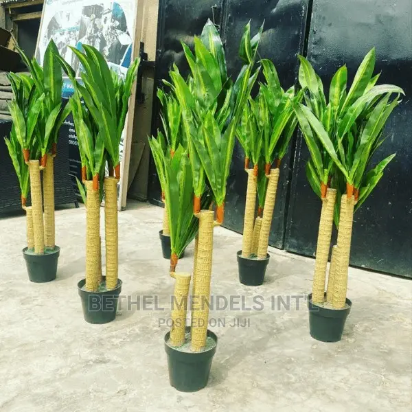 Artificial Flower/Plants | Wholesale of Dracaena Plants
