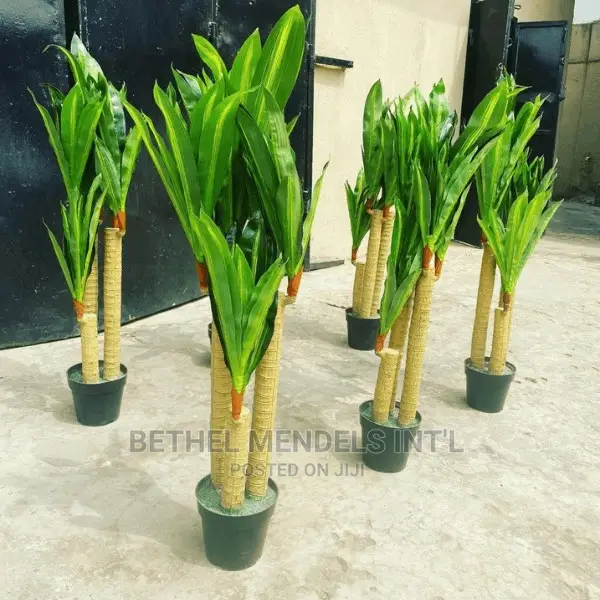 Artificial Flower/Plants | Wholesale of Dracaena Plants