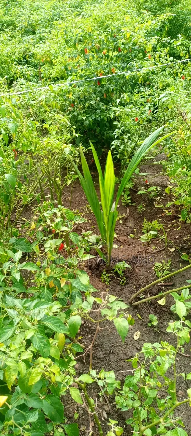 Tenera Hybrid Palm Oil Seedlings