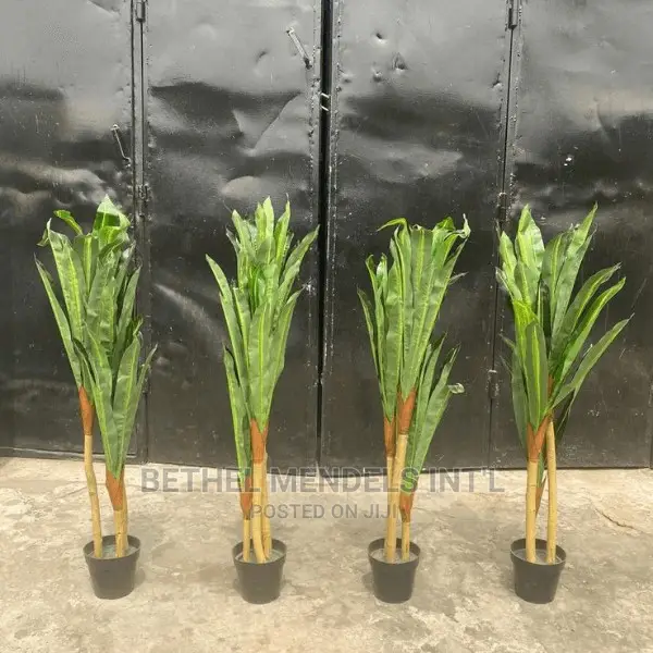 Dracaena Plants for Indoor Decor | Sales of Flower/Plants