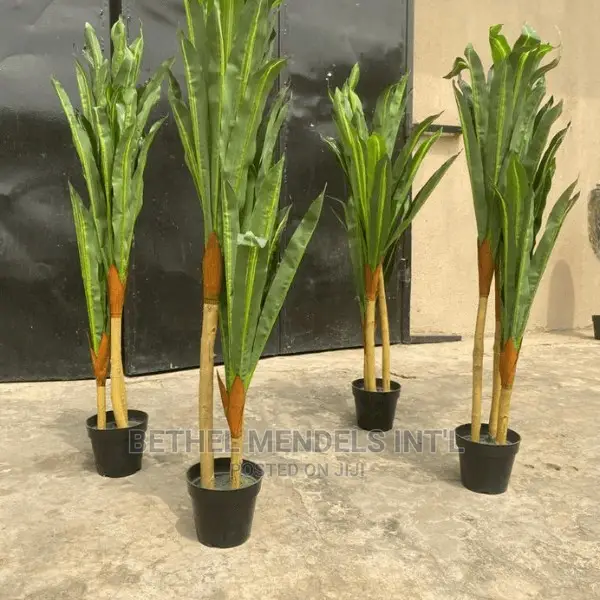 Dracaena Plants for Indoor Decor | Sales of Flower/Plants