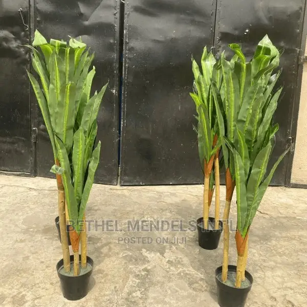 Dracaena Plants for Indoor Decor | Sales of Flower/Plants