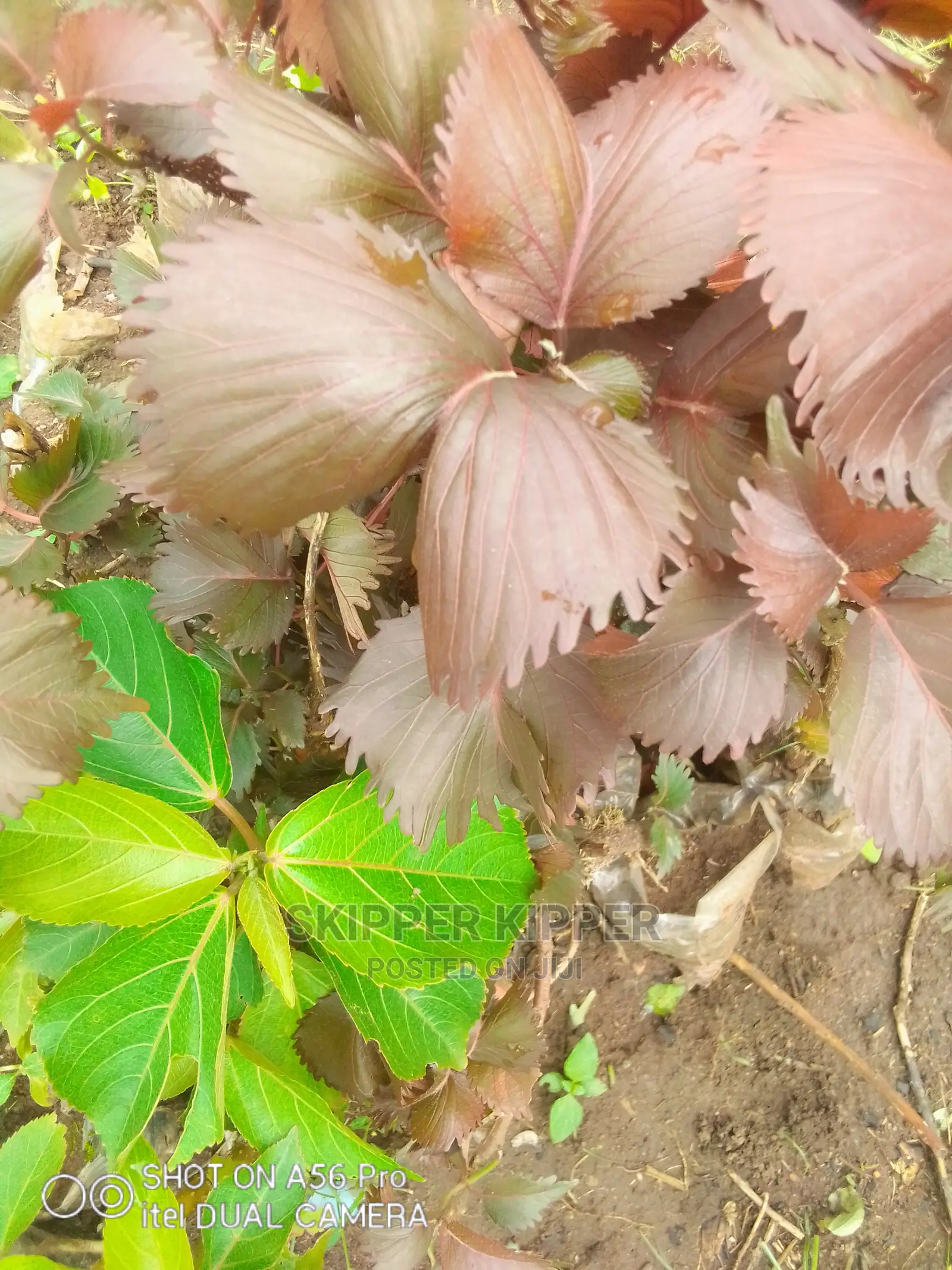 Copper Leaf