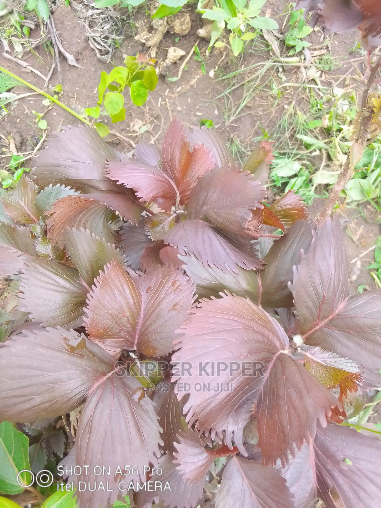 Copper Leaf