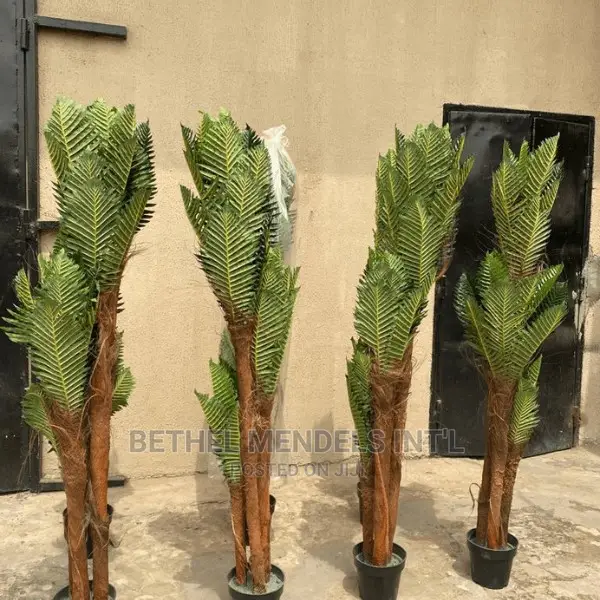 Three Stem Palm Plants Bulk Sales | Flower/Plants Sales