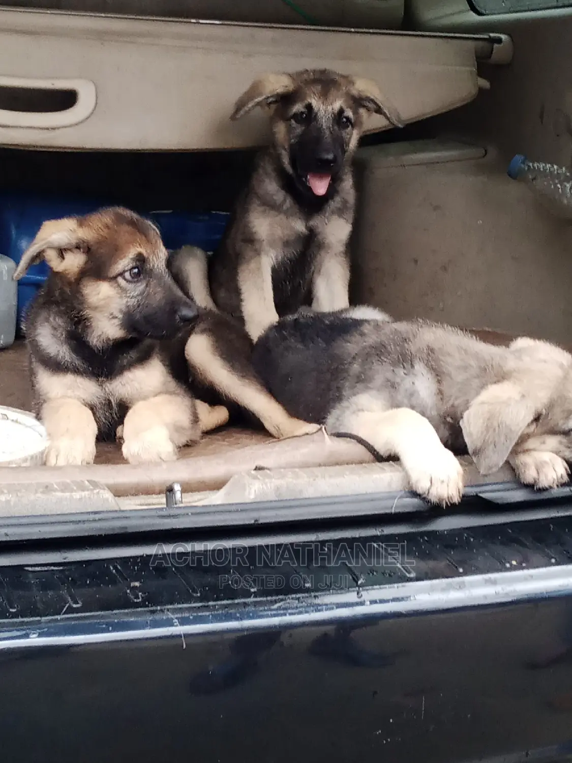3-6 months Male Purebred German Shepherd