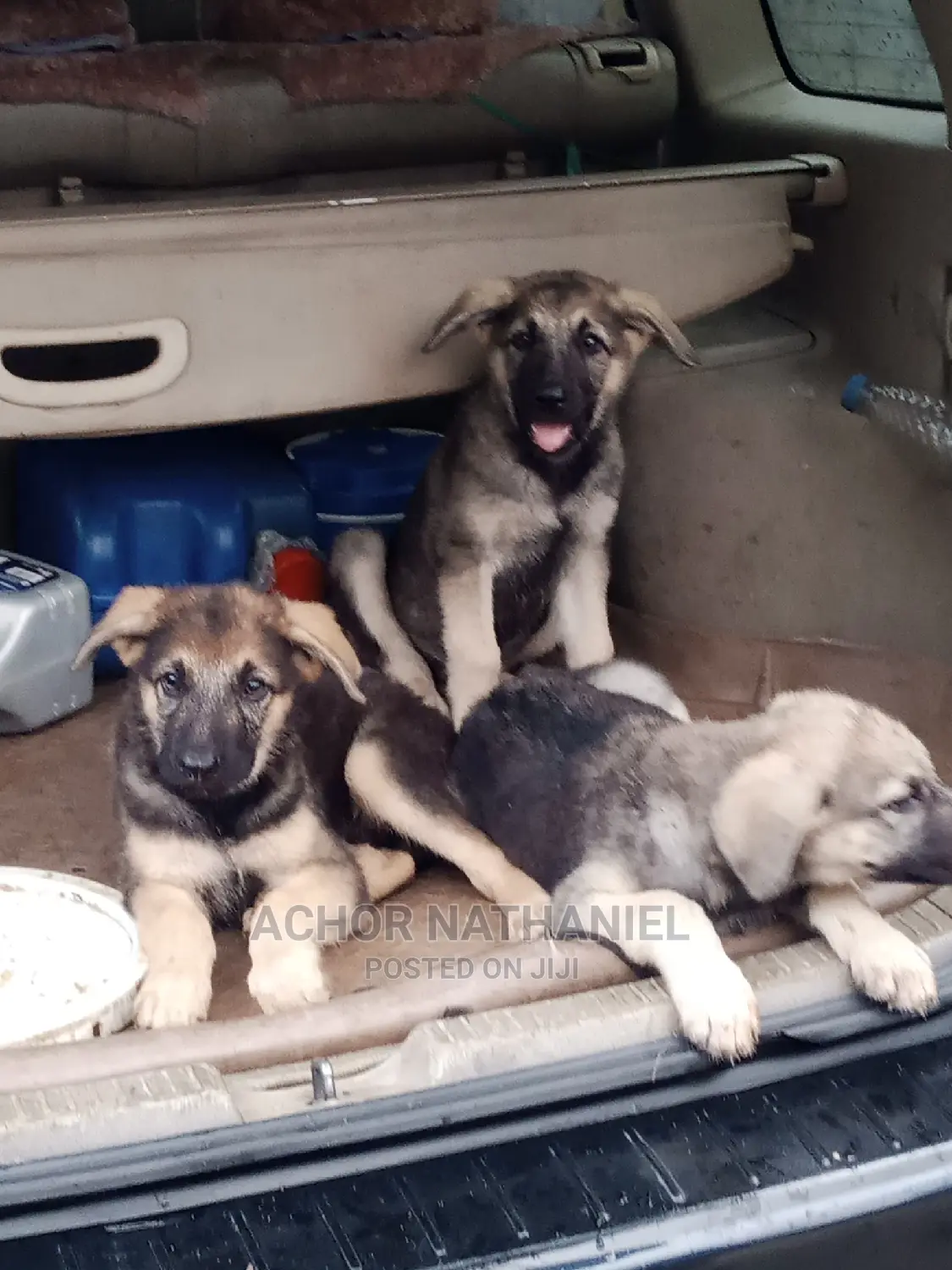 3-6 months Male Purebred German Shepherd