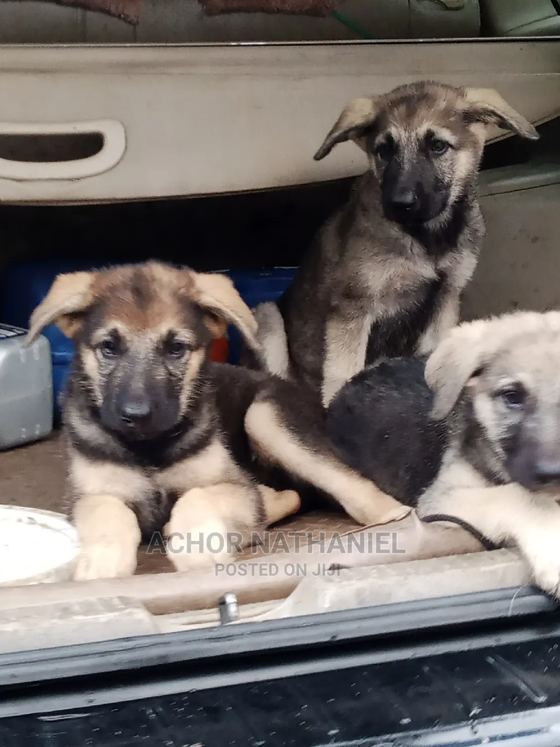 3-6 months Male Purebred German Shepherd