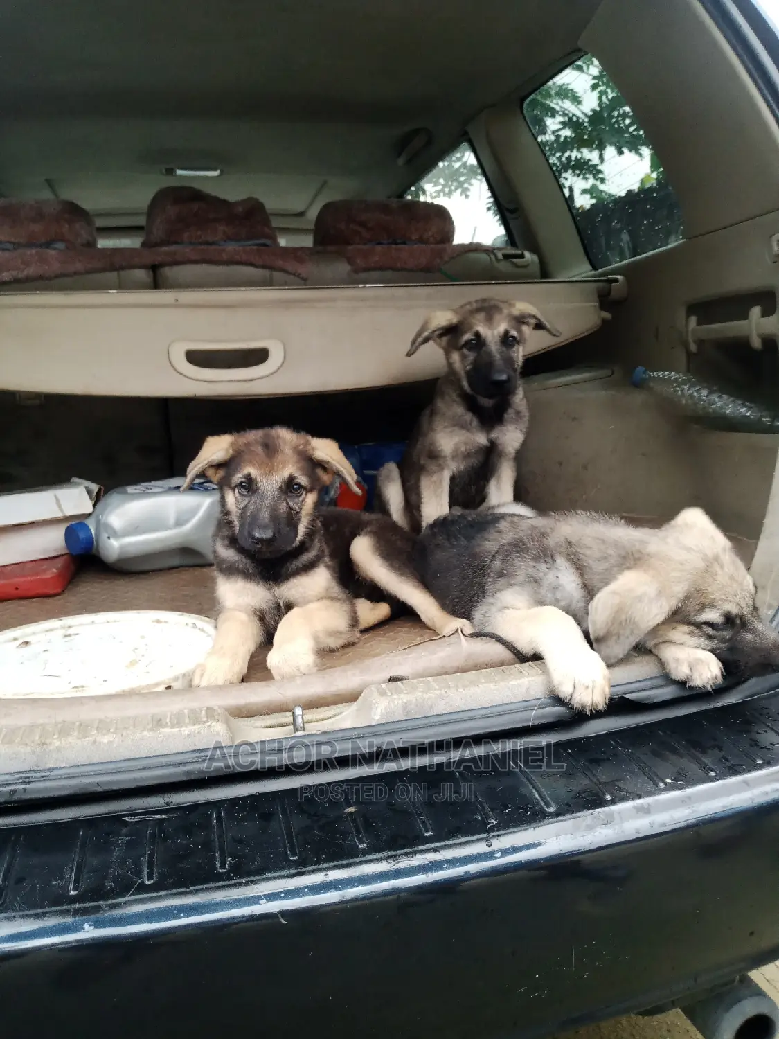3-6 months Male Purebred German Shepherd