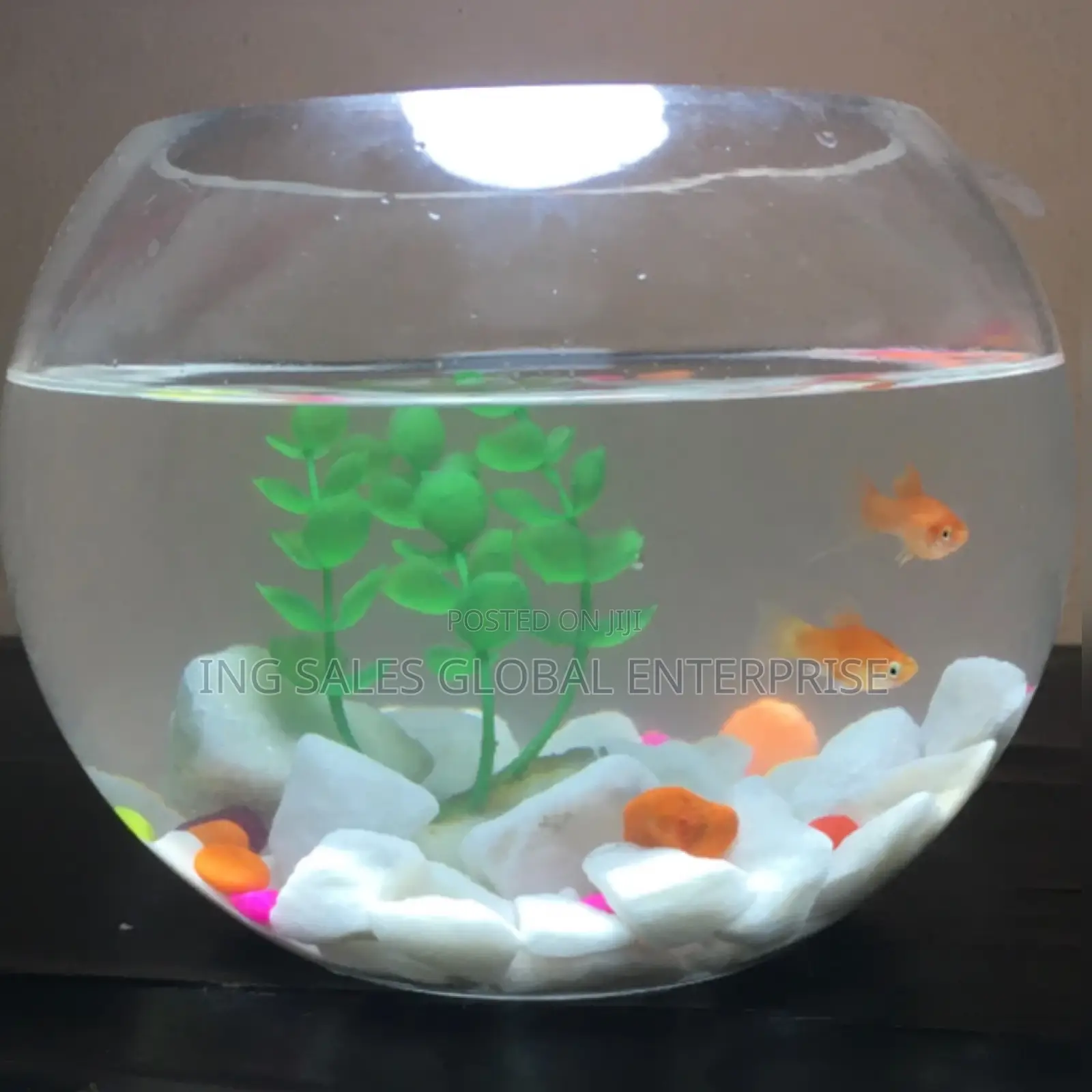 3 Liters Fishbowl Kit With 2 Fishes