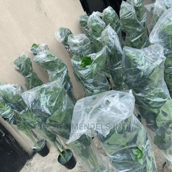 100cm Artificial Monstera Plants Available for Bulk Sales