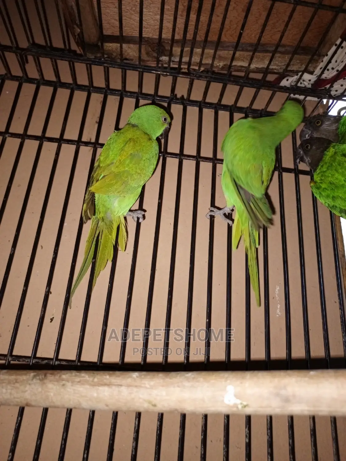 Ringneck and Senegalese