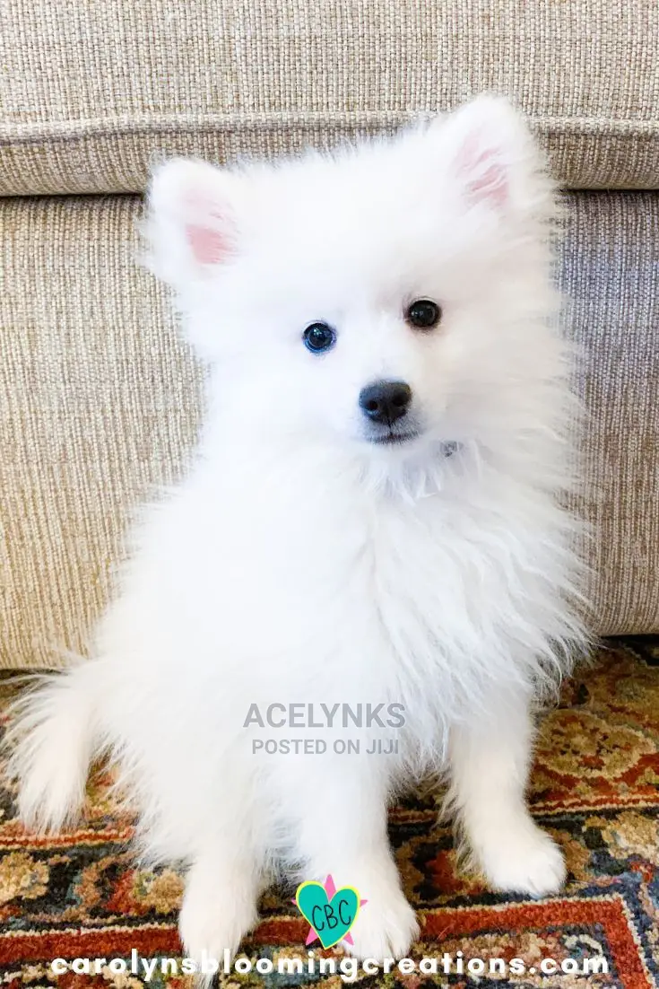 1-3 months Female Purebred American Eskimo