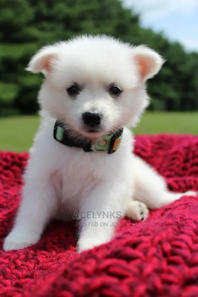 1-3 months Female Purebred American Eskimo