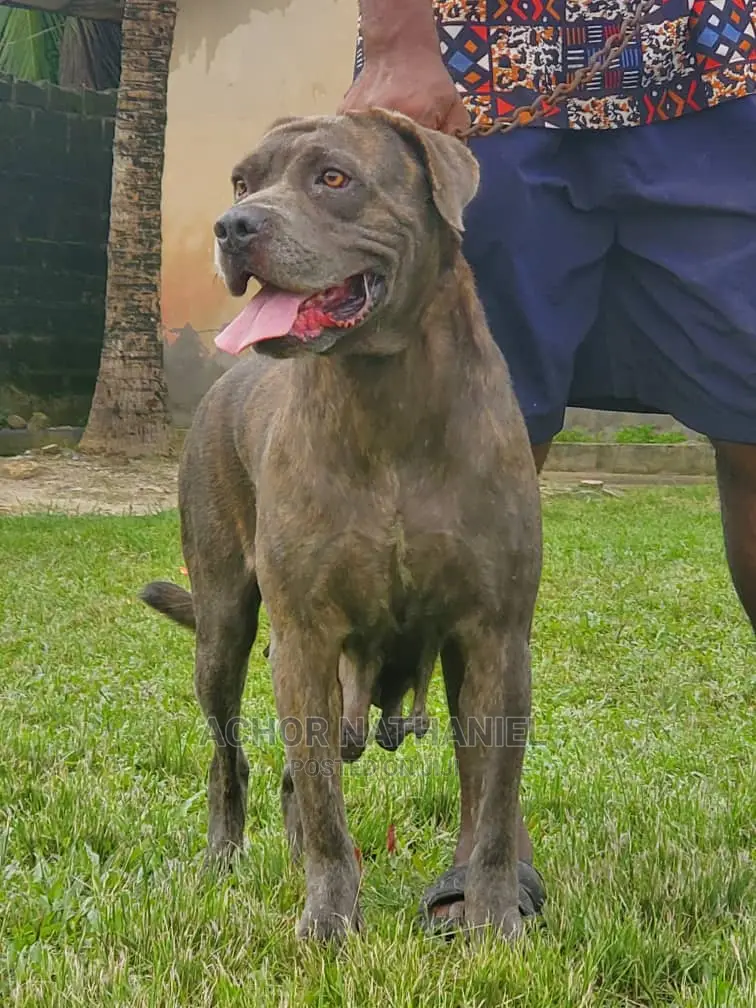 1+ year Female Purebred Boerboel