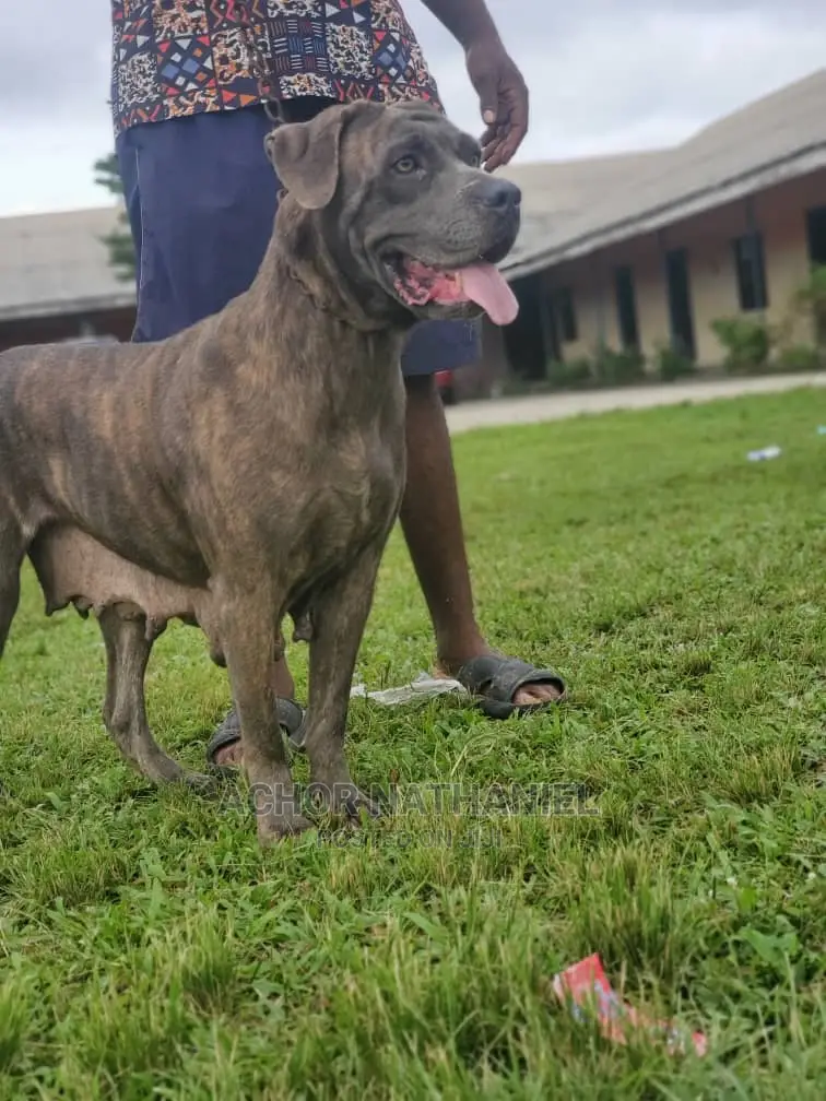 1+ year Female Purebred Boerboel