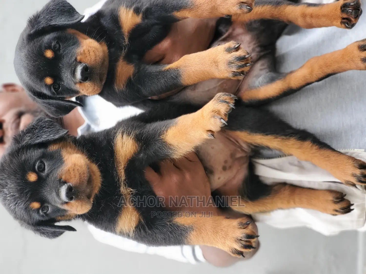 1-3 months Female Purebred Rottweiler