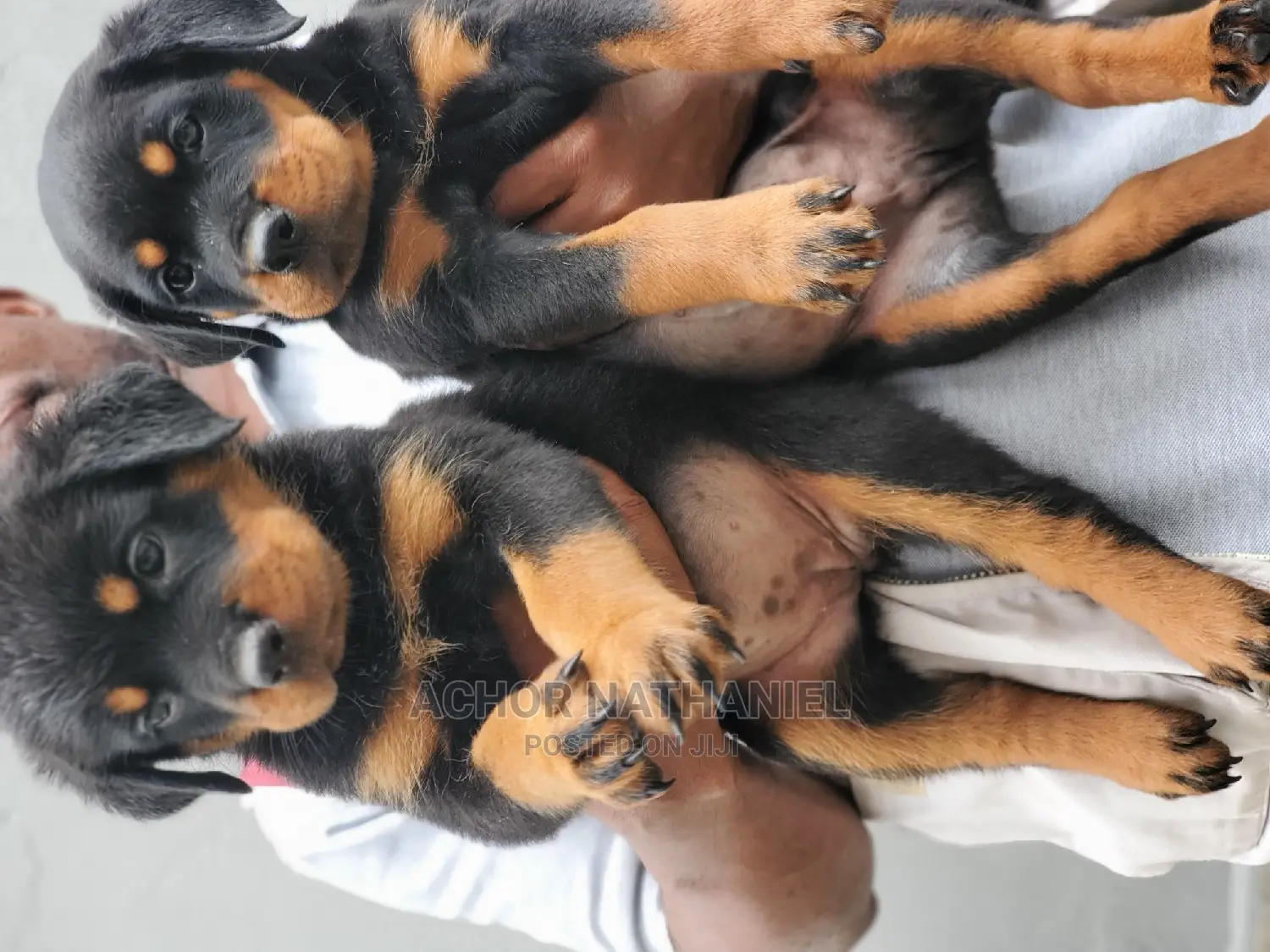 1-3 months Female Purebred Rottweiler