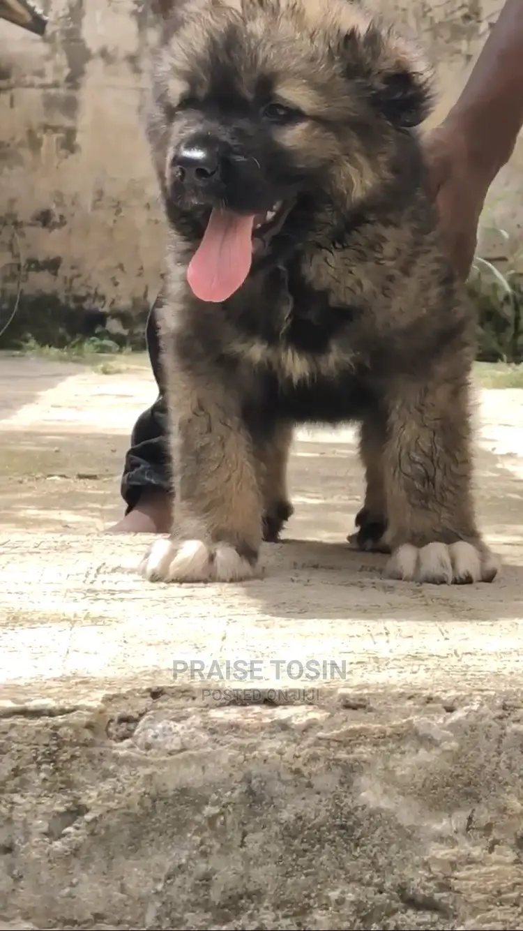 1-3 months Male Purebred Caucasian Shepherd