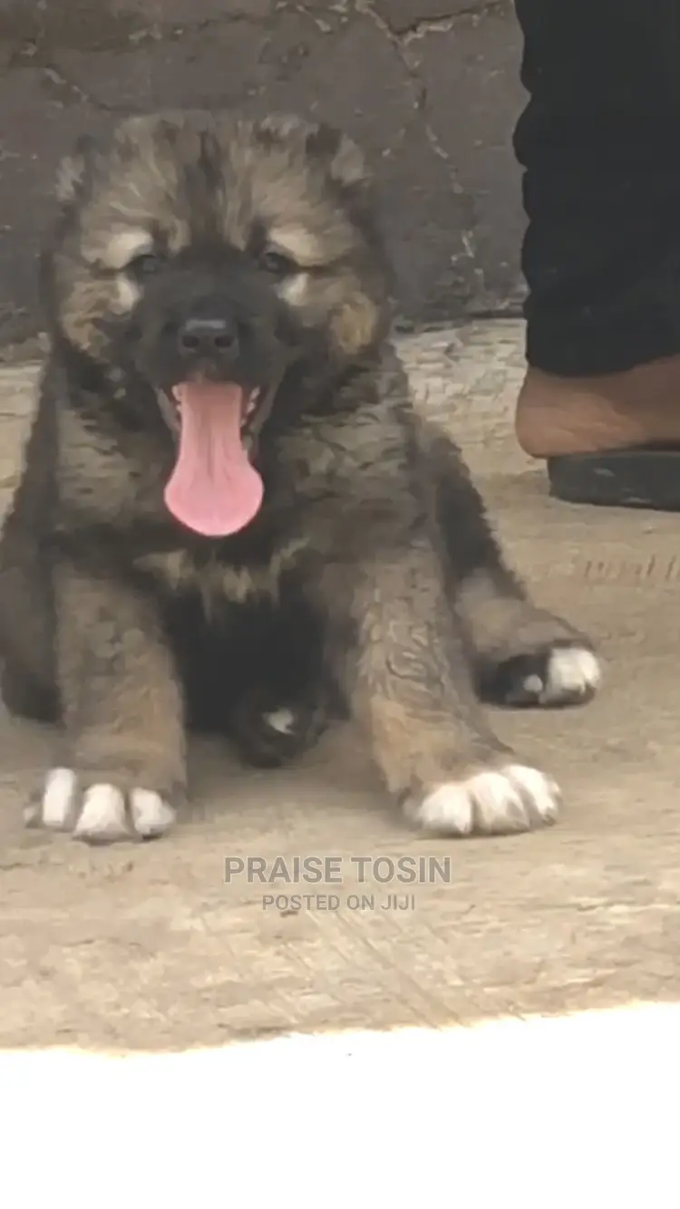 1-3 months Male Purebred Caucasian Shepherd