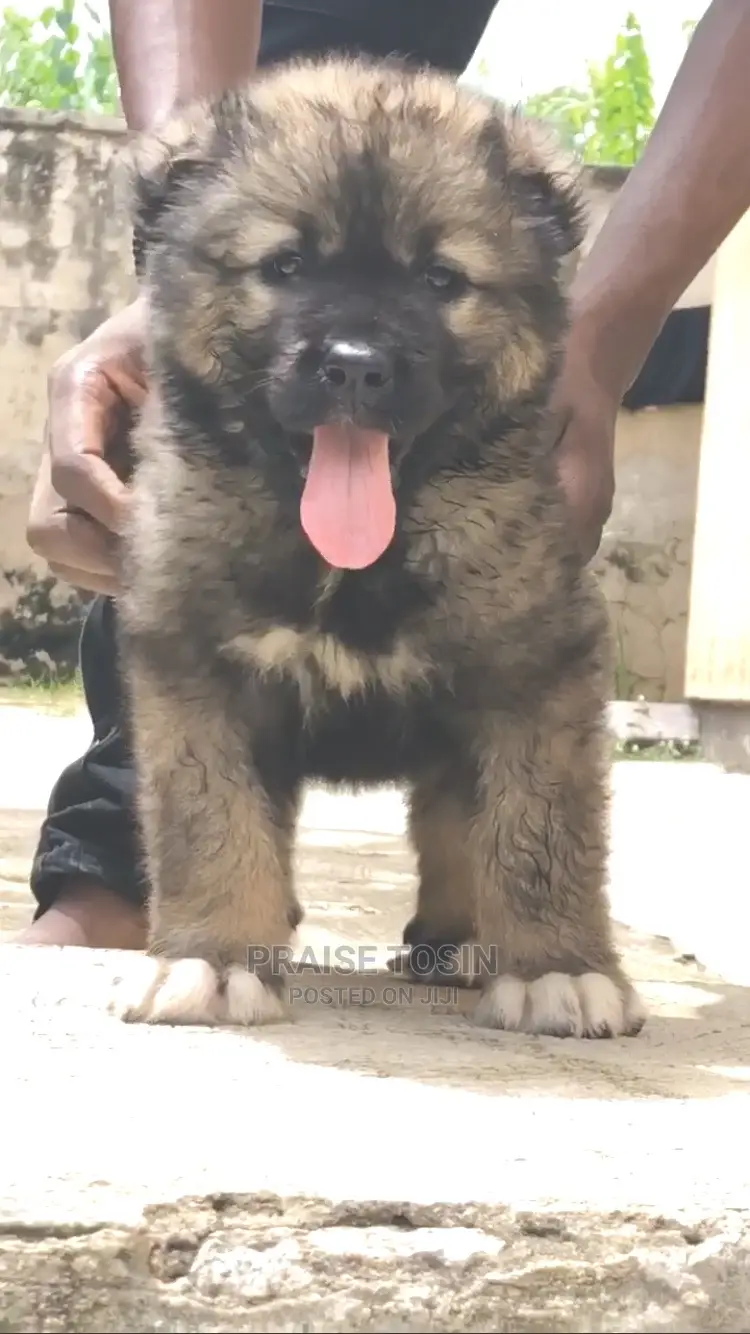 1-3 months Male Purebred Caucasian Shepherd
