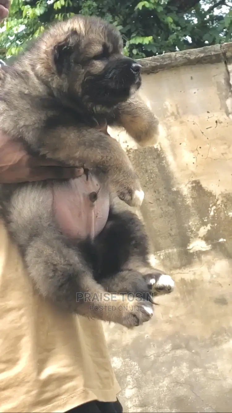 1-3 months Male Purebred Caucasian Shepherd
