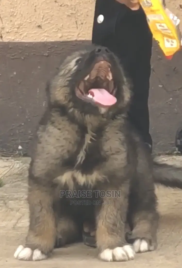 1-3 months Male Purebred Caucasian Shepherd