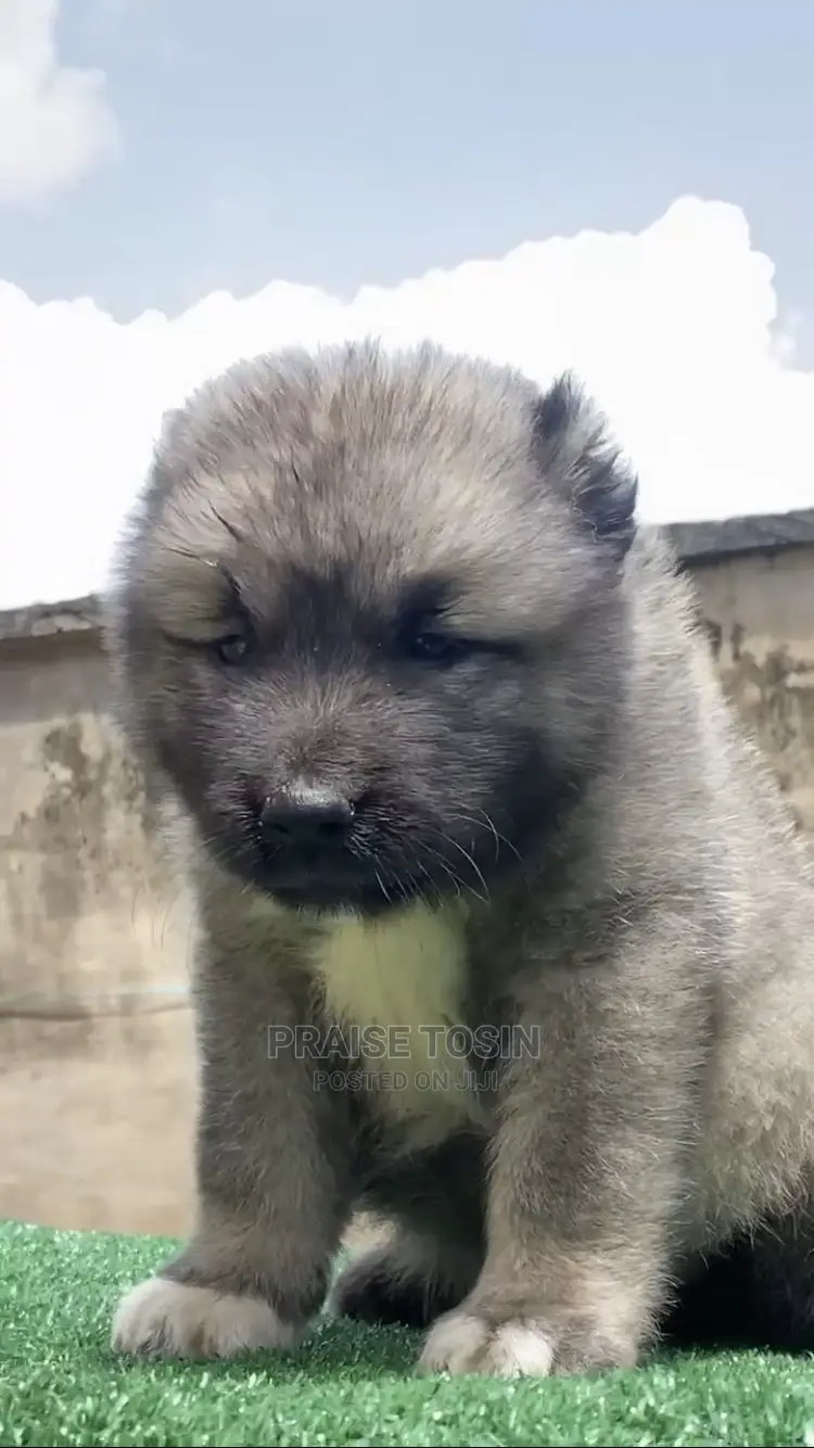 1-3 months Female Purebred Caucasian Shepherd
