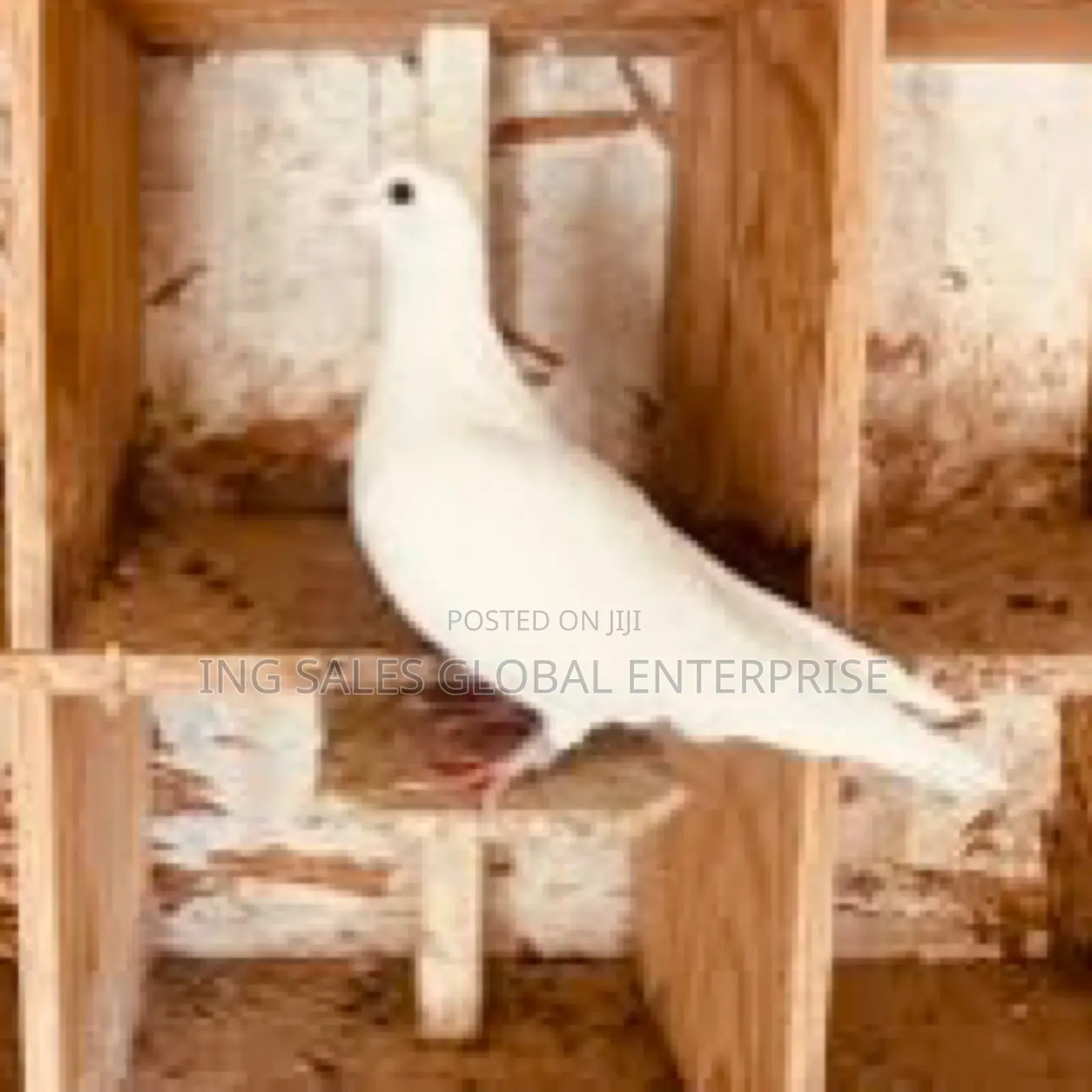 Full White Dove