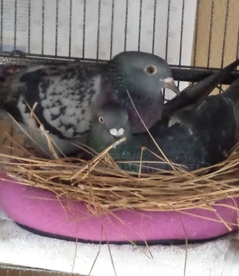 Pigeon for Sale